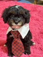 Gabriel , a male Cavapoo and Cavalier King Charles Spaniel for sale in Marshfield, MO – 3 of 10