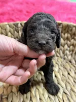 Tootsie, a female Cavapoo and Cavalier King Charles Spaniel for sale in Missouri, MO – 2 of 10