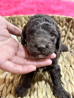 Tootsie, a female Cavapoo and Cavalier King Charles Spaniel for sale in Missouri, MO – 5 of 10