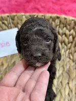 Tootsie, a female Cavapoo and Cavalier King Charles Spaniel for sale in Missouri, MO – 4 of 10