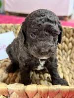 Tootsie, a female Cavapoo and Cavalier King Charles Spaniel for sale in Missouri, MO – 9 of 10