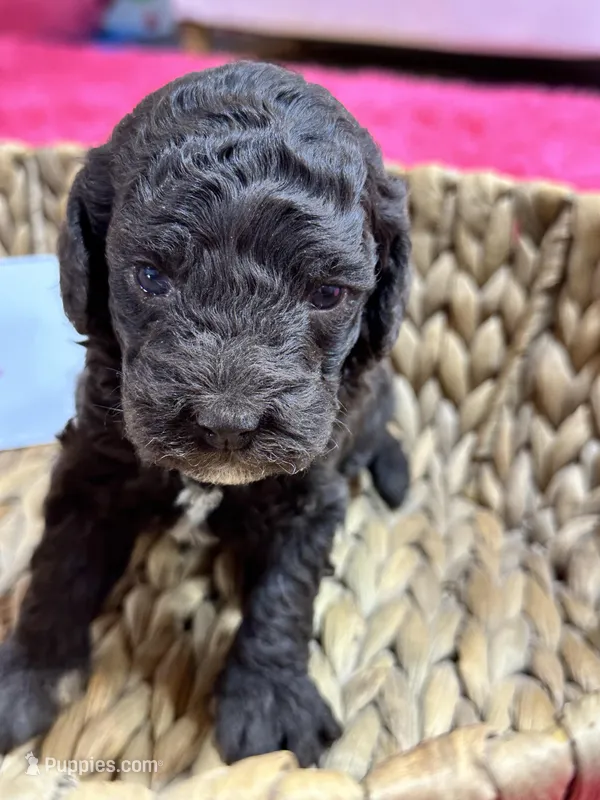 Tootsie – Cavapoo, Cavalier King Charles Spaniel puppy for sale in Missouri, MO
