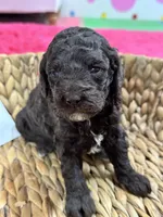 Tootsie, a female Cavapoo and Cavalier King Charles Spaniel for sale in Missouri, MO – 8 of 10