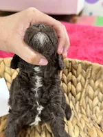 Tootsie, a female Cavapoo and Cavalier King Charles Spaniel for sale in Missouri, MO – 6 of 10