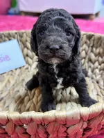 Tootsie, a female Cavapoo and Cavalier King Charles Spaniel for sale in Missouri, MO – 10 of 10
