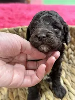 Tootsie, a female Cavapoo and Cavalier King Charles Spaniel for sale in Missouri, MO – 3 of 10