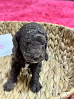 Tootsie, a female Cavapoo and Cavalier King Charles Spaniel for sale in Missouri, MO – 7 of 10