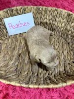 Peaches, a female Schnoodle for sale in Missouri, MO – 8 of 9