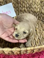 Peaches, a female Schnoodle for sale in Missouri, MO – 2 of 9
