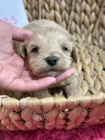 Peaches, a female Schnoodle for sale in Missouri, MO – 3 of 9