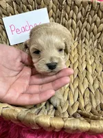 Peaches, a female Schnoodle for sale in Missouri, MO – 6 of 9