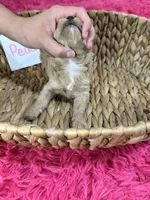 Peaches, a female Schnoodle for sale in Missouri, MO – 7 of 9