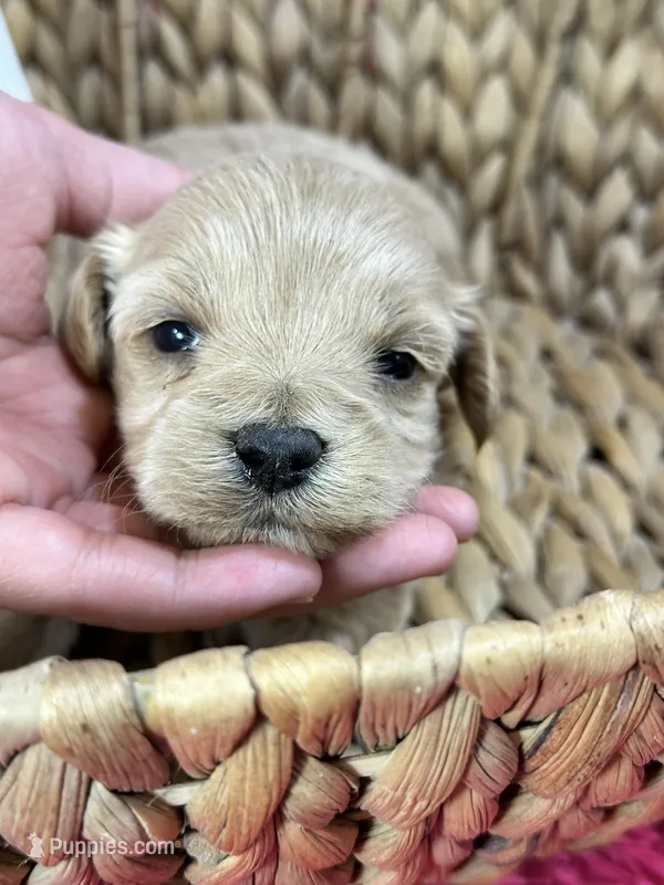 Peaches – Schnoodle puppy for sale in Missouri, MO