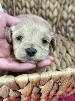 Peaches, a female Schnoodle for sale in Missouri, MO – 1 of 9