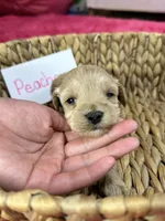 Peaches, a female Schnoodle for sale in Missouri, MO – 4 of 9