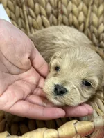 Peaches, a female Schnoodle for sale in Missouri, MO – 5 of 9