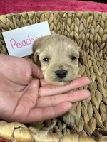 Peaches, a female Schnoodle for sale in Missouri, MO – 9 of 9