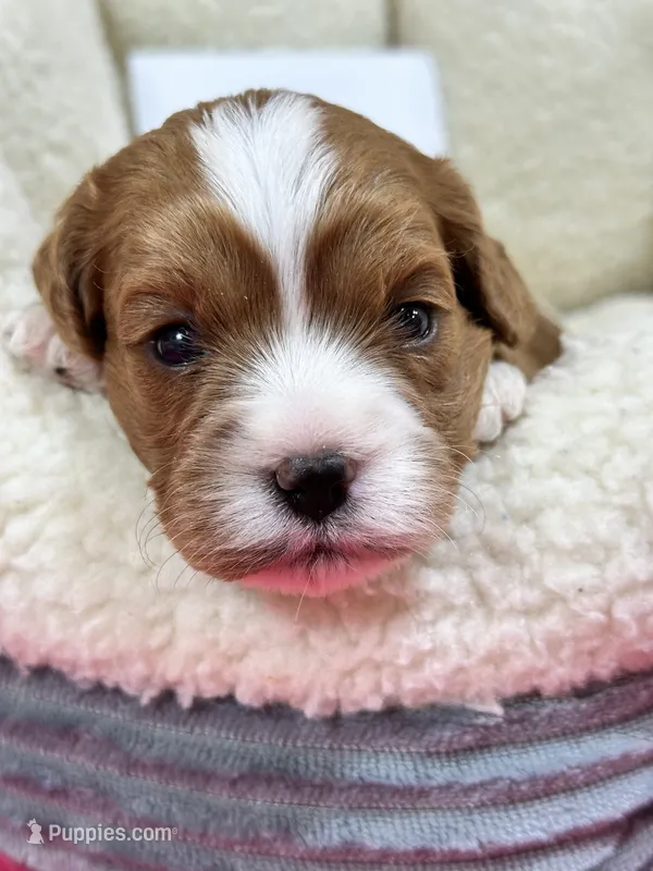 Dixie – Cavapoo, Cavalier King Charles Spaniel puppy for sale in Marshfield, MO