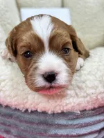 Dixie, a female Cavapoo and Cavalier King Charles Spaniel for sale in Marshfield, MO – 1 of 10