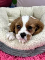 Benny, a male Cavalier King Charles Spaniel for sale in Missouri, MO – Photo 5 of 10