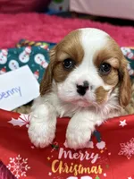 Benny, a male Cavalier King Charles Spaniel for sale in Missouri, MO – Photo 6 of 10