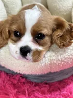 Benny, a male Cavalier King Charles Spaniel for sale in Missouri, MO – Photo 2 of 10