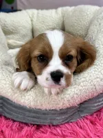 Benny, a male Cavalier King Charles Spaniel for sale in Missouri, MO – Photo 1 of 10