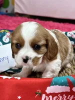 Benny, a male Cavalier King Charles Spaniel for sale in Missouri, MO – Photo 7 of 10
