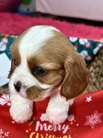 Benny, a male Cavalier King Charles Spaniel for sale in Missouri, MO – Photo 8 of 10