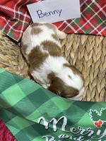 Benny, a male Cavalier King Charles Spaniel for sale in Missouri, MO – Photo 10 of 10