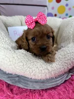Ruby, a female Cavapoo and Cavalier King Charles Spaniel for sale in Marshfield, MO – 2 of 10