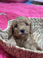 Gus, a male Cavapoo and Cavalier King Charles Spaniel for sale in Marshfield, MO – 2 of 10