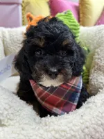 Jacob, a male Cavapoo and Cavalier King Charles Spaniel for sale in Marshfield, MO – 1 of 7