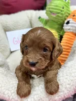 Gloria , a female Cavapoo and Cavalier King Charles Spaniel for sale in Marshfield, MO – 4 of 7