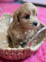 Jasmine, a female Cavapoo and Cavalier King Charles Spaniel for sale in Marshfield, MO – 9 of 9