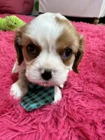 Johnny, a male Cavalier King Charles Spaniel for sale in Marshfield, MO – 6 of 10