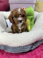Carl, a male Cavapoo and Cavalier King Charles Spaniel for sale in Marshfield, MO – 2 of 10