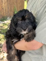 Billy , a male Cavapoo and Cavalier King Charles Spaniel for sale in Marshfield, MO – 9 of 10