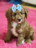 Bailey , a female Cavapoo and Cavalier King Charles Spaniel for sale in Marshfield, MO – 2 of 10