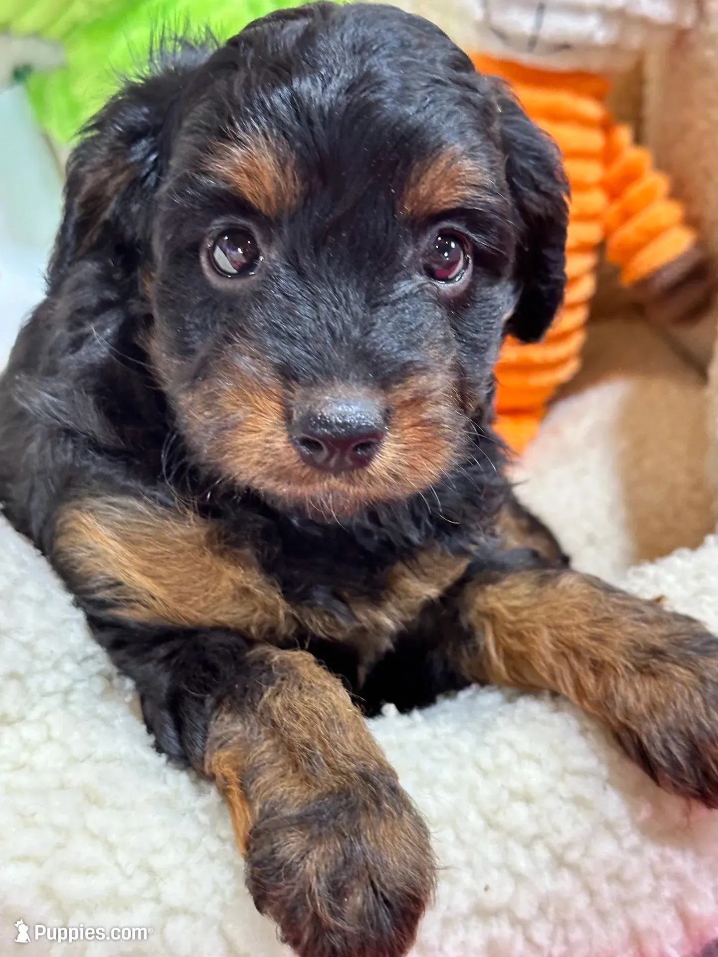 Bella , a female Cavapoo and Cavalier King Charles Spaniel for sale in Marshfield, MO – 8 of 10