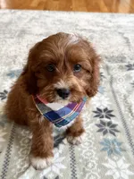 Jasper , a male Cavapoo and Cavalier King Charles Spaniel for sale in Marshfield, MO – 7 of 10