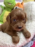 Gloria , a female Cavapoo and Cavalier King Charles Spaniel for sale in Marshfield, MO – 5 of 7