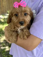 Nutmeg, a female Cavapoo and Cavalier King Charles Spaniel for sale in Marshfield, MO – 4 of 10