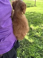 Ruby, a female Cavapoo and Cavalier King Charles Spaniel for sale in Marshfield, MO – 7 of 8