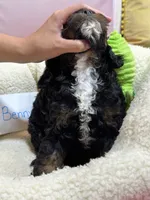 Benny, a male Cavapoo and Cavalier King Charles Spaniel for sale in Marshfield, MO – 5 of 10