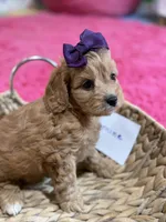 Jasmine, a female Cavapoo and Cavalier King Charles Spaniel for sale in Marshfield, MO – 4 of 9