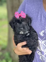 Olive, a female Schnoodle for sale in Marshfield, MO – 5 of 10