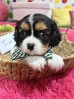 Tim, a male Cavalier King Charles Spaniel for sale in Marshfield, MO – 2 of 10