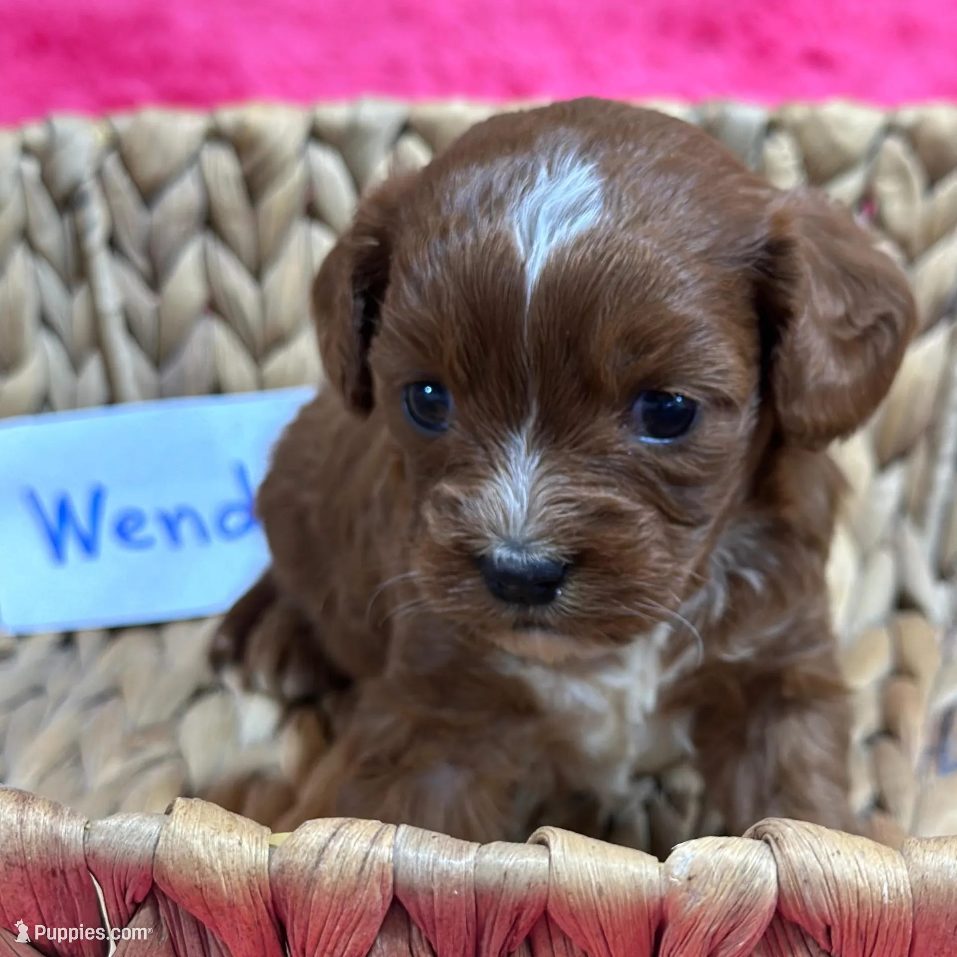 Wendy  – Cavapoo puppy for sale in Missouri, MO