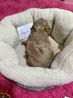 Paprika, a female Cavapoo and Cavalier King Charles Spaniel for sale in Marshfield, MO – 10 of 10